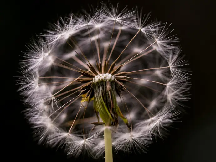 white flower